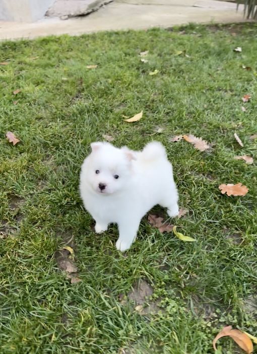 Померан момче. Померанче