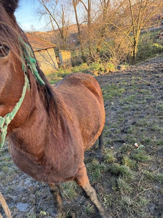 Vand iapa de 7 ani gestanta