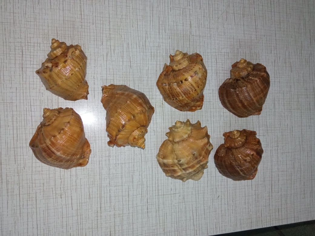 Ракушки для дизайна, для аквариума
