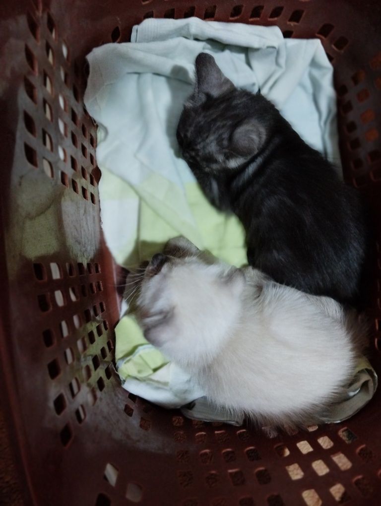 Котята скоттиш фолд и скоттиш страйт