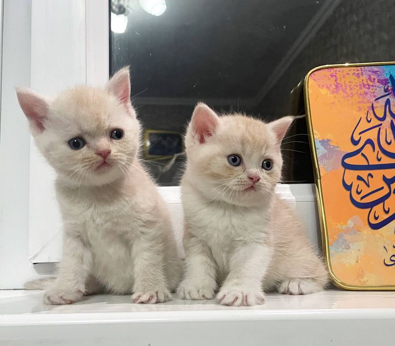 Кошка_Scottish straight & Scottish Fold