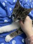 Dau in adoptie pui de pisica-urgent!!