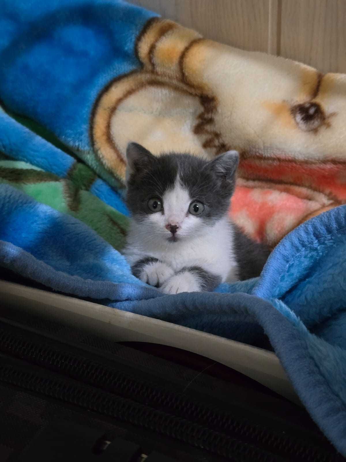 котенок ищет дом