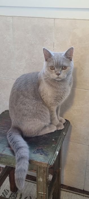 Vând pisica British shorthair