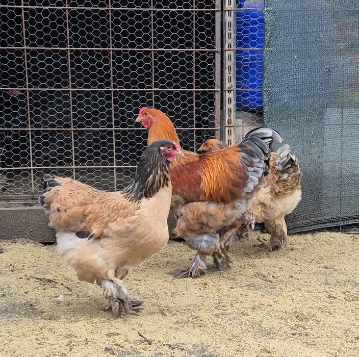 Puicuțe brahma columbia-familie/vand/schimb