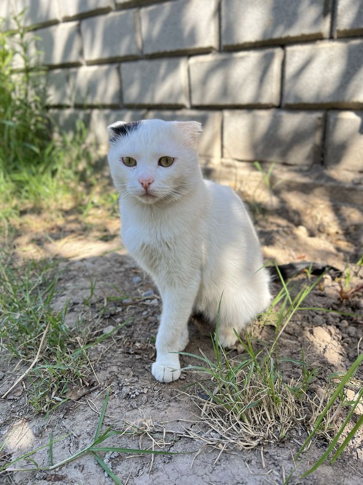 Котик в добрые руки