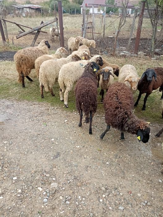 Vând 35 de mieluțe