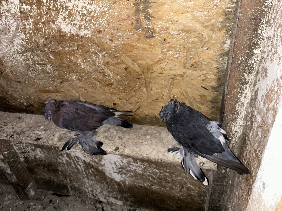 Tobosari germani+takla+breji