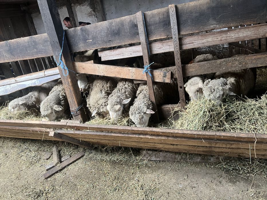 oi de vanzare, 7 buc.