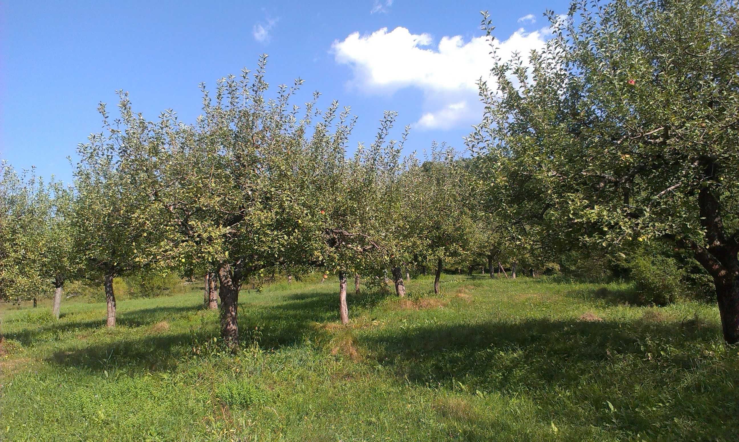 Vand extravilan (1) 5,5 ha livada meri + (2,3) 2.5+1 ha padure