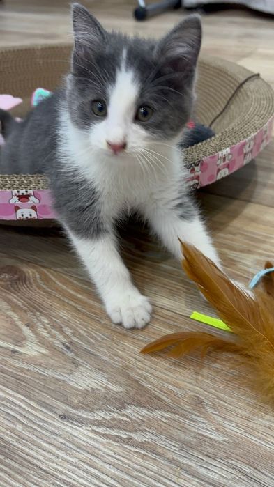 Отдам кота 2 месяцев бесплатно