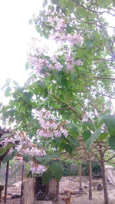 Paulownia Tomentosa