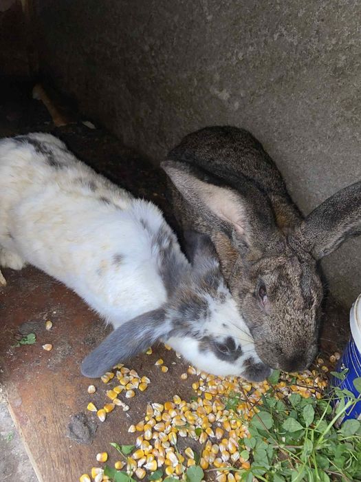 Iepuri uriași germani, și normali