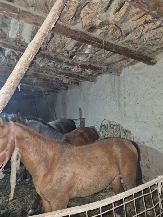 Ot sotiladi 85 mingdan soyib beramiz