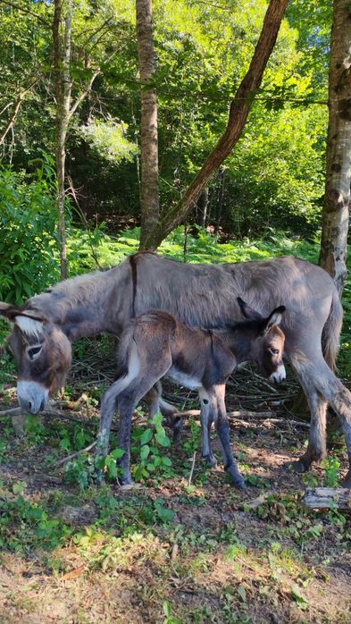 Lapte de măgăriță