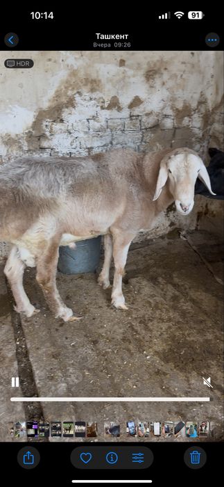 Qochqor toza arashan 12 oyli