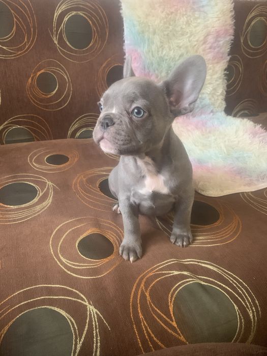 Малки френски булдочета