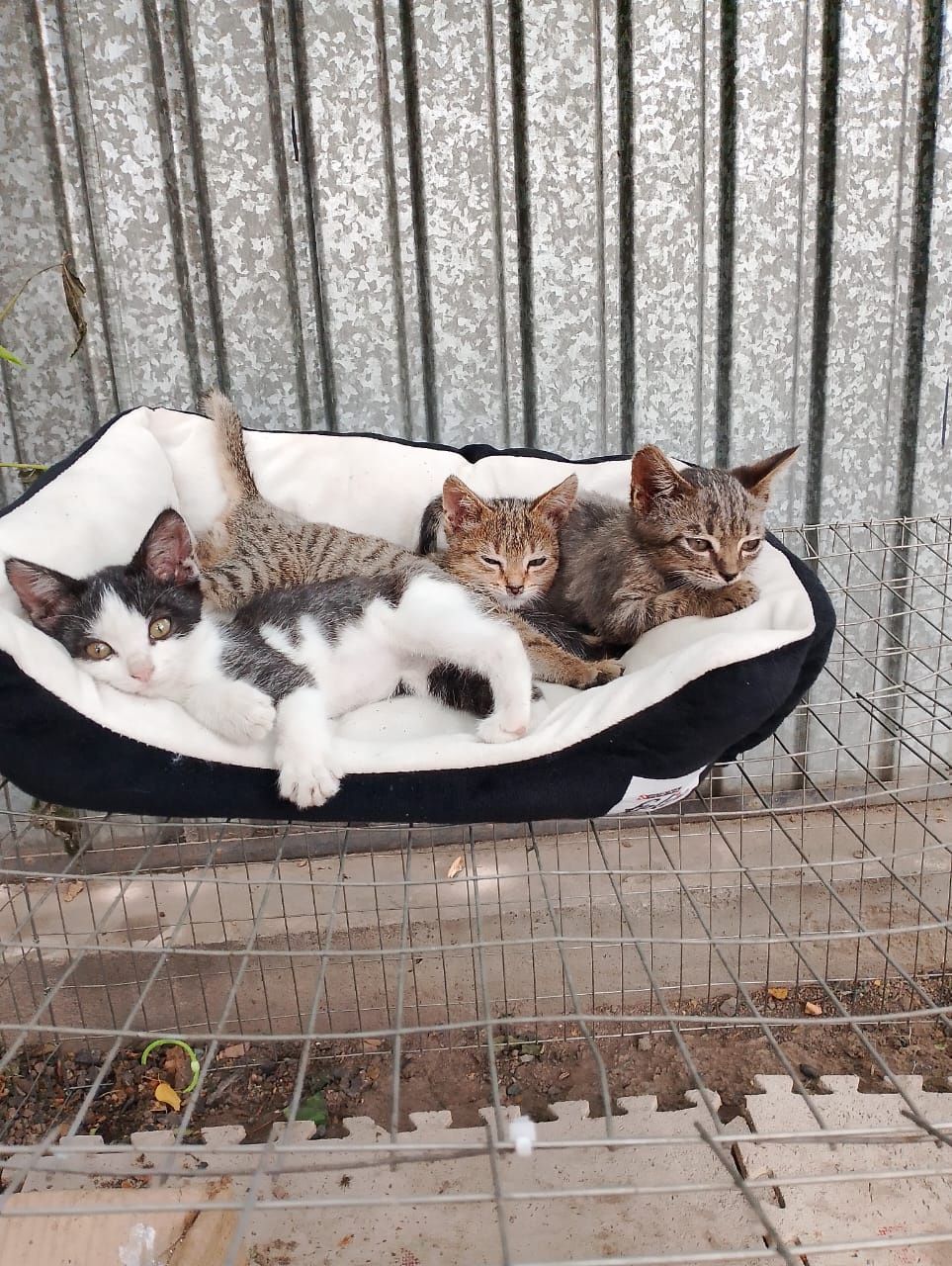 Котята ищут свой дом