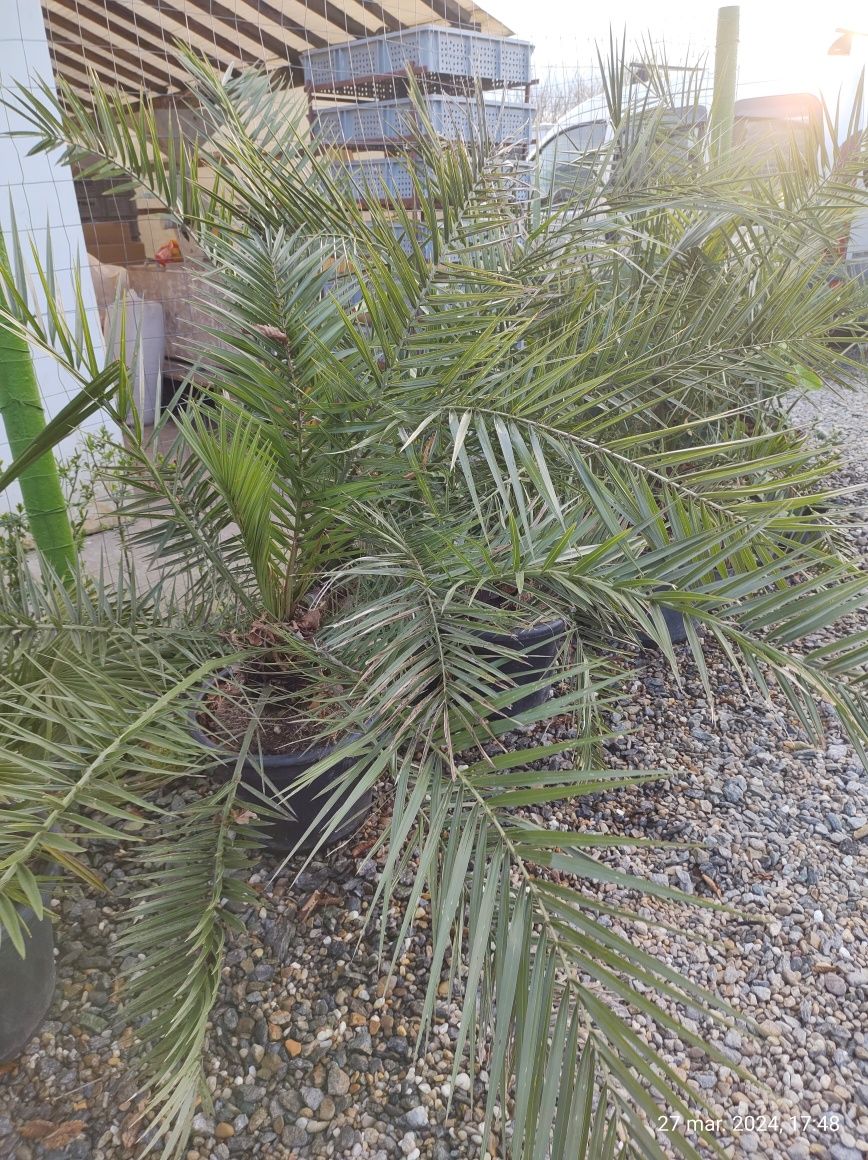 Palmieri de vanzare