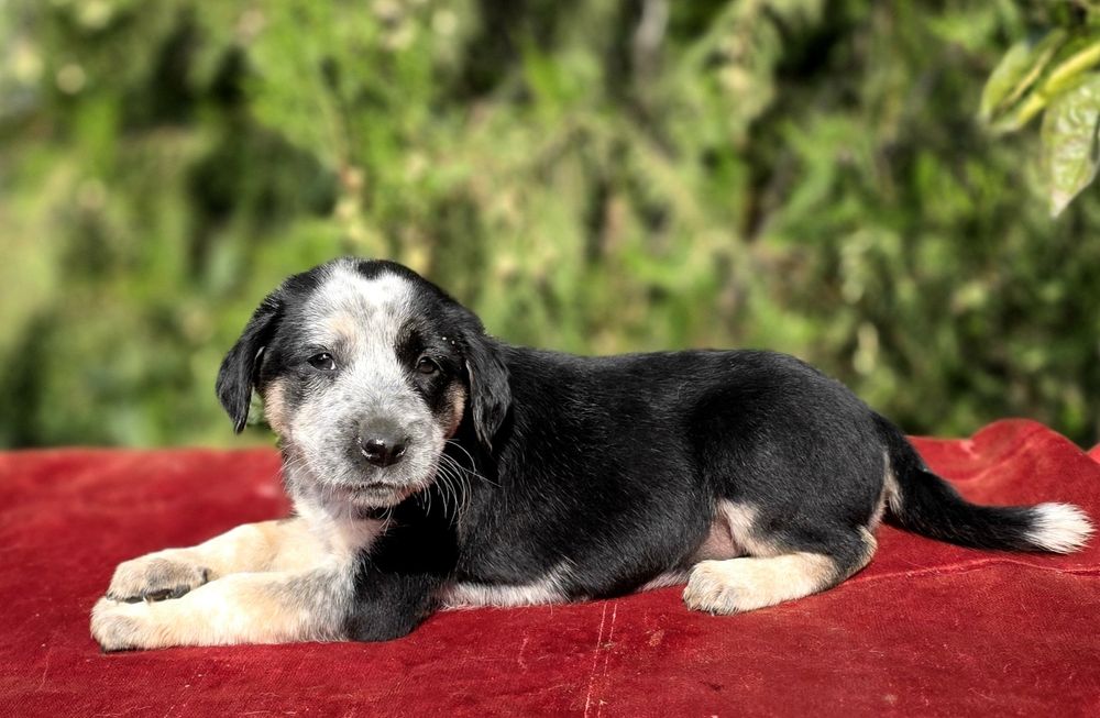 Срочно в доброе Руки! Метис сохотничным