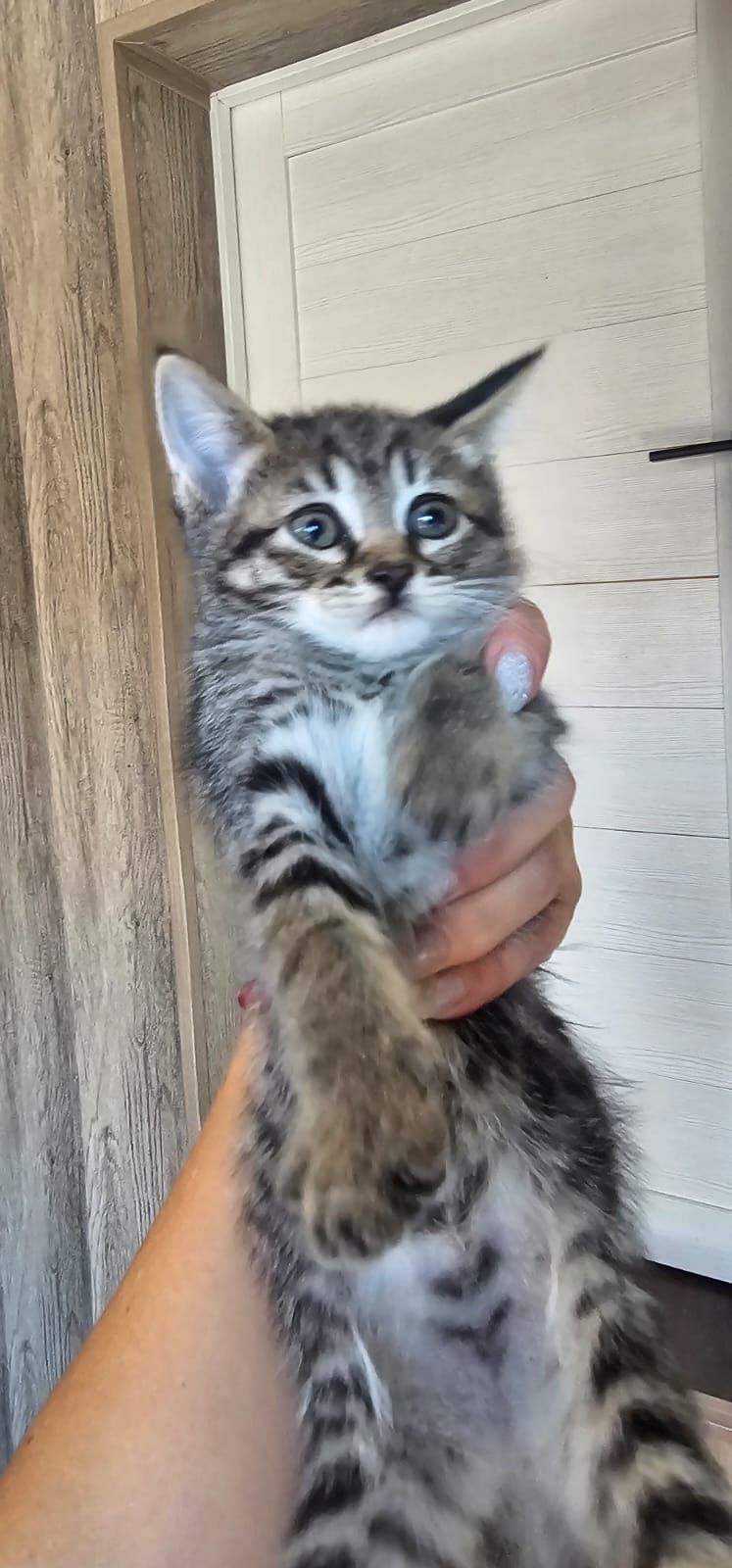 Продаём котят за символическую цену