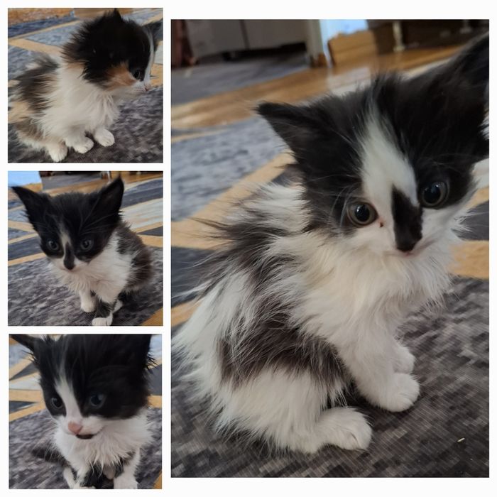 Отдам котят в хорошие руки