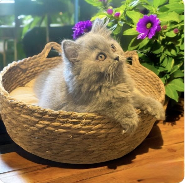 Fetita british longhair,pedigree,teste virale si genetice,transport