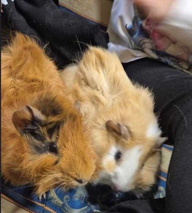 Продавам морски свинчета