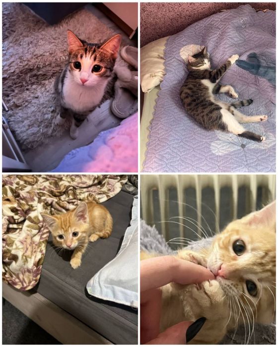 Котята в добрые руки!