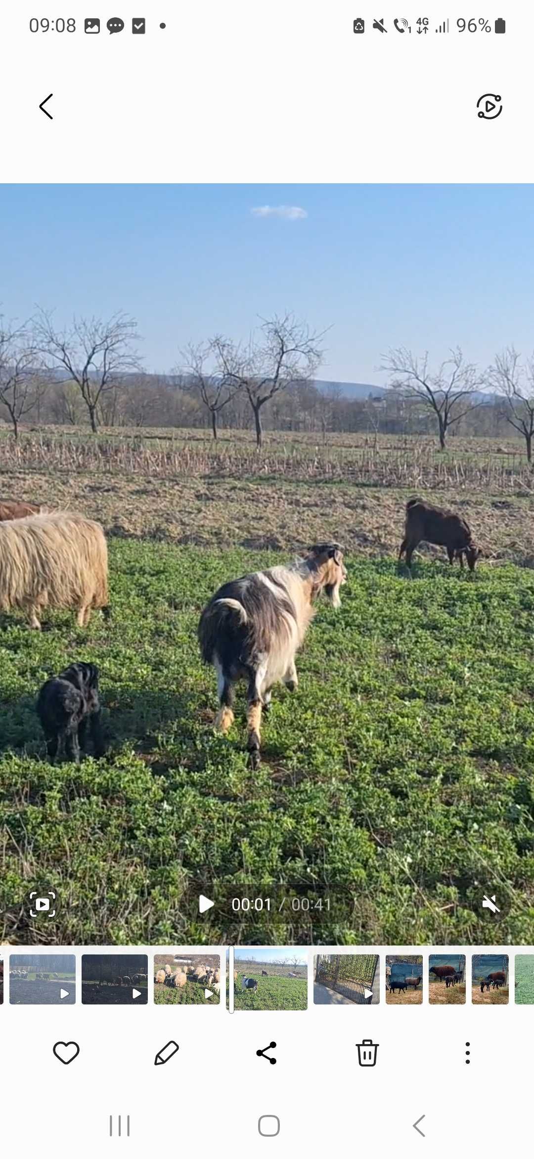 Vand capra  foarte buna de lapte sau fac schimb