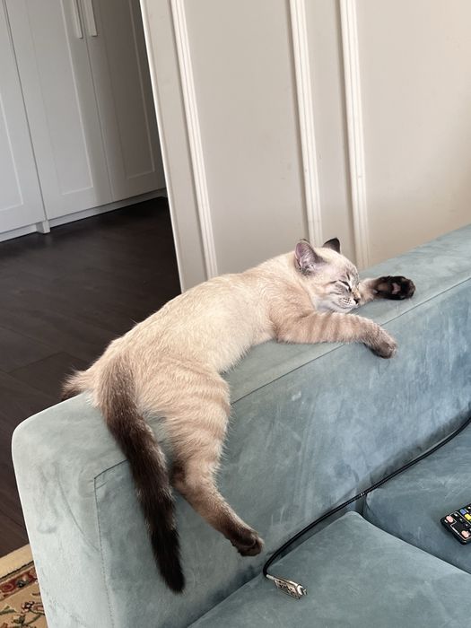 Передержка кошек Астана