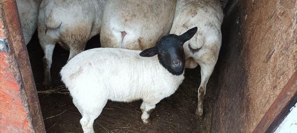 Vând berbecuți dorper 2 luni