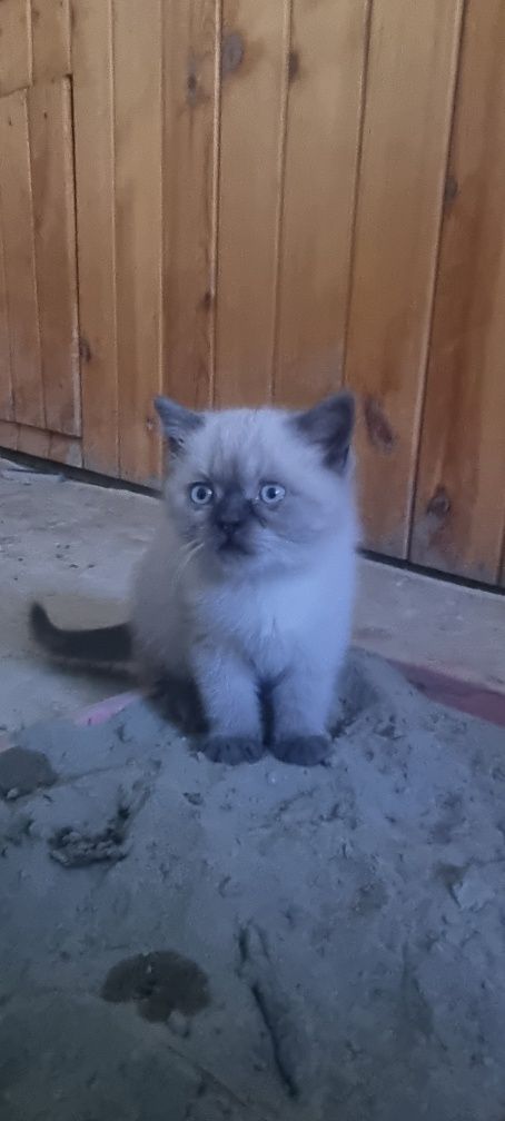 Скотиш страйт жуда чиройли латокни билади