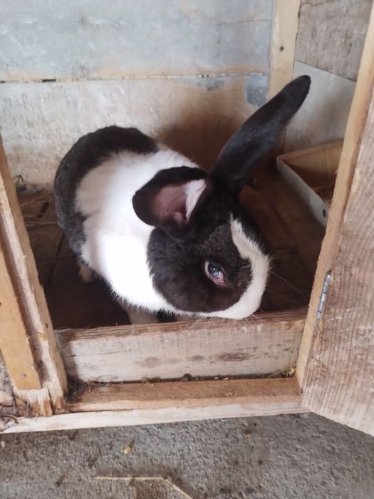 Vand iepuri hycole franceez