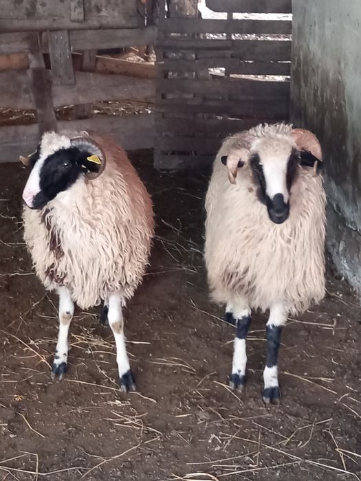 Vând 2 berbecuți cârlani