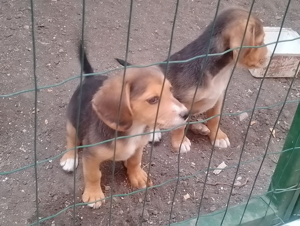 Подаряваме две женски бигълчета!