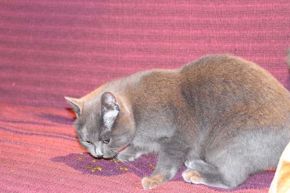 Късокосместа Британка