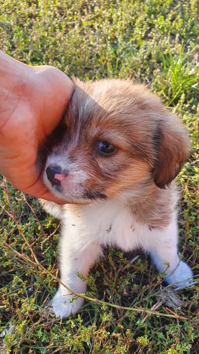 Adoptie baietel talie mica