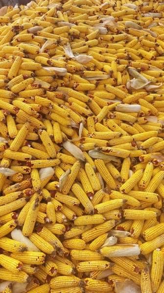 Vand porumb stiulete direct de pe camp