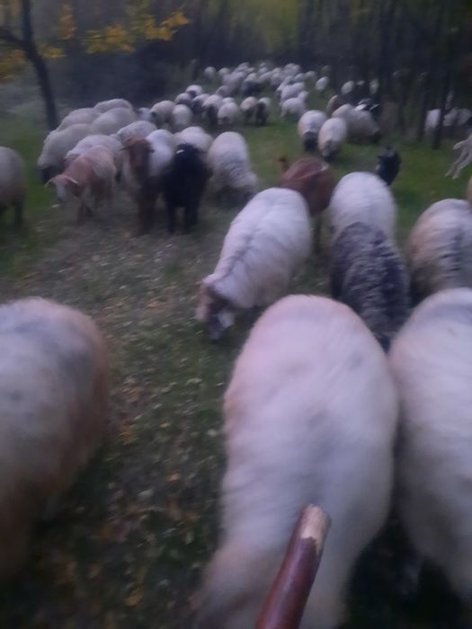 Vand 60 oi si 15 capre