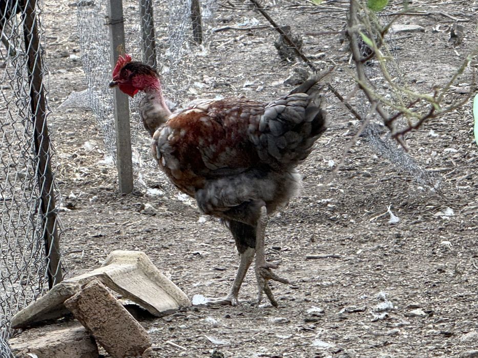 Разплодени яйца от различни породи!