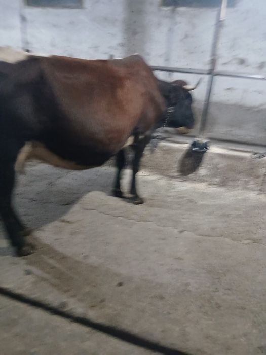 Vând vaca de ,6 ani