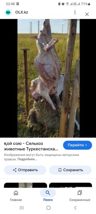 Кой сою(убои скота)