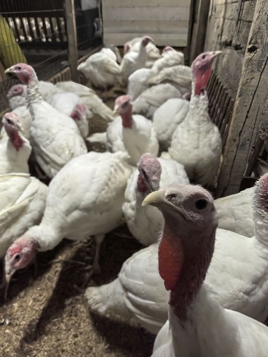 Биг 6 куркалари.