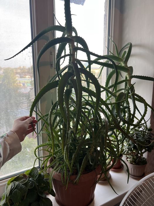 Продам лечебное алоэ