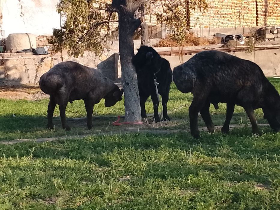 Кучкорлар сотилади