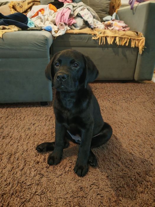 Щенок лабрадор 6 месяцев