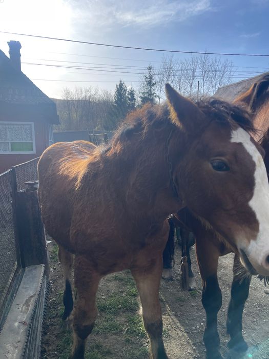 Manzucă de 6 juni de vânzare detalii la numărul de telefon