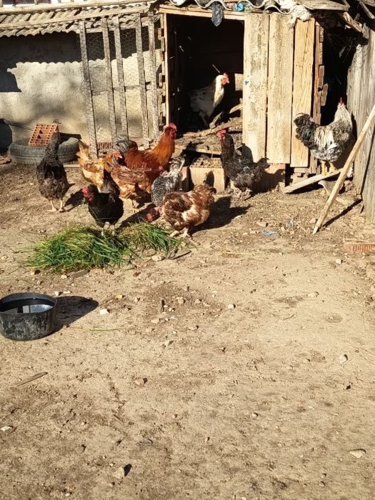 De vânzare găini rasa mixta