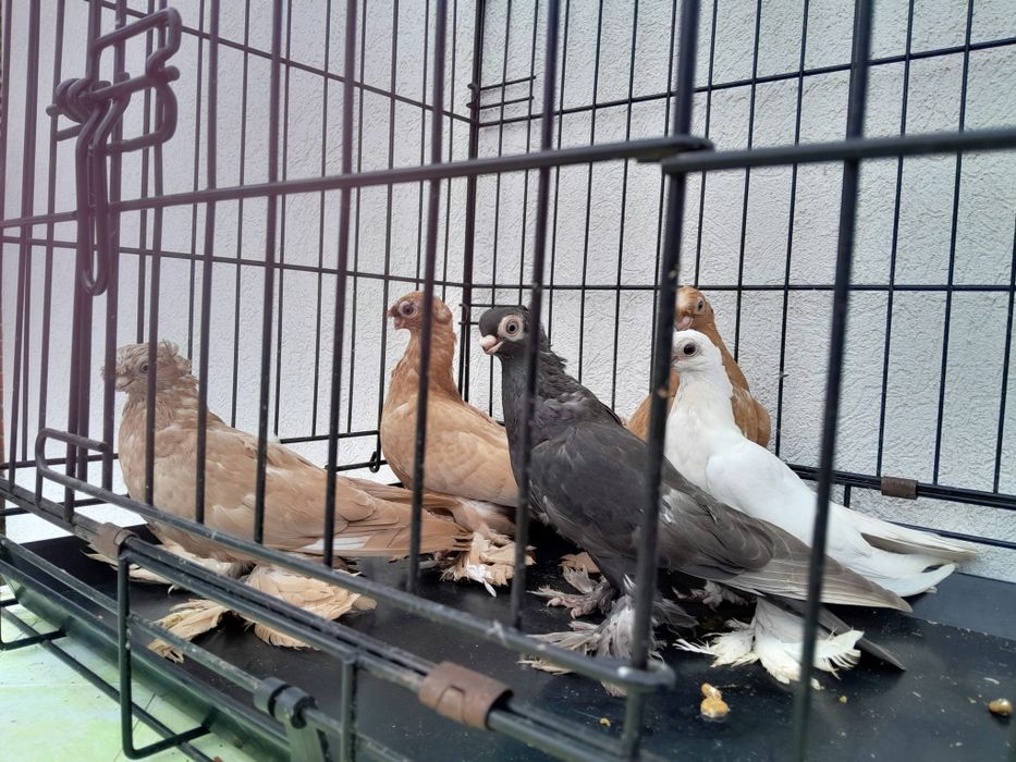 Узбекски гълъби. Мъжски и женски.